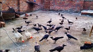 Fluttering and Flying Crows 🐦‍⬛  Magnificent Crows Sounds  Best Crows Video [upl. by Arabella]