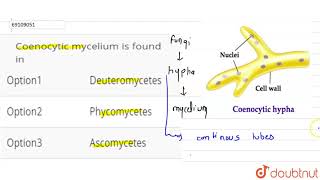 Coenocytic mycelium is found in [upl. by Kip]