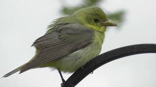 BRILLIANT SCARLET TANAGER [upl. by Oaks]