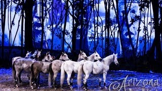 Cavalia Odysseo Preview in Arizona [upl. by Enailil]