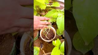 Homemade Organic fertilizer for plants from Kitchen waste ☘️😱 shorts organicfertilizer plants [upl. by Kirven]