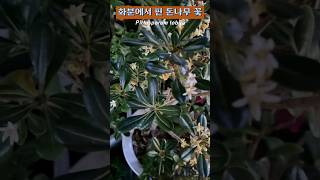 나무 화분에서 핀 돈나무 꽃 🪴 Pittosporum tobira [upl. by Deer]