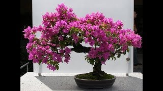 bougainvillea bonsai repotting amp GrowGREEN PLANTS [upl. by Koby]