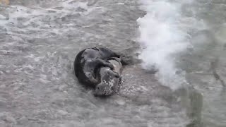 Grey seals mating [upl. by Nlyak955]