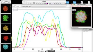 plot profile intensity for four fluorescent image in ImageJ how to plot profile intensity in imageJ [upl. by Dorraj]