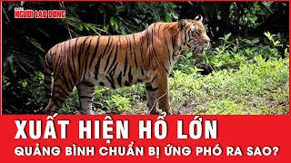 Người dân Quảng Bình hoảng hồn khi giáp mặt với chúa sơn lâm  Tin tức [upl. by Eiten846]