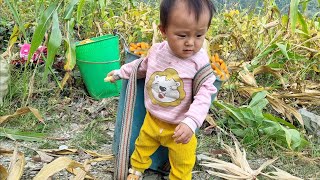 The mother and daughter went to crack corn to have money to buy food  Vàng thị tồng [upl. by Eidas]