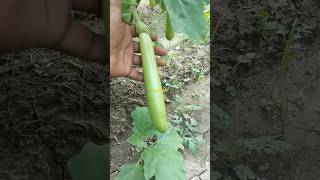 Grafted baigan ki kheti bright brinjal 😳 shorts youtubeshorts baigan brinjal minivlog farming [upl. by Aihsiyt169]