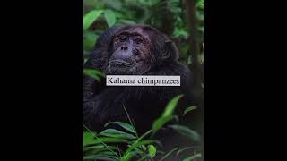 Chimp  based edit donothate foryou austronesia history viralvideo edits notpolitical fun [upl. by Blum]