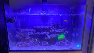 update on my canister filter reef tank I have been using it for 2 weeks now [upl. by Wong]