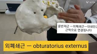 obturatorius externusㅡ외폐쇄근기능약화로 앉을때 좌골 통증 좌골신경통 엉덩이기억상실증의 원인이 될수도 있습니다 대둔근이나 외회전근들의 문제로 요통amp허리과긴장 [upl. by Aneret511]