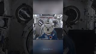 How Animals React in Zero Gravity science sciencefacts [upl. by Parshall]