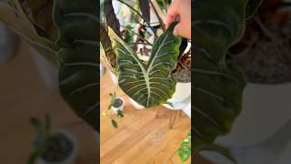 Are Your Alocasia Leaves Pointing Down plants houseplants plantlover alocasia plantcare [upl. by Ennire860]