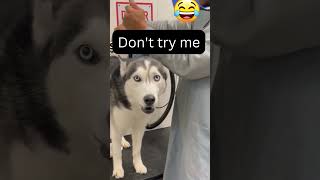 SIBERIAN HUSKY BEING DRAMATIC At Dog Groomer Husky throws a temper tantrum 🐶dramatichusky dogs [upl. by Lunette]