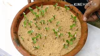 एडेनियम की सीडलिंग कैसे करें  । Adenium seedling growing method। [upl. by Sayles291]