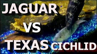 Jaguar cichlid vs Texas cichlid fish fightIn my 150 gallon aquarium [upl. by Ozneral]