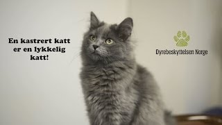 En kastrert katt er en lykkelig katt [upl. by Assirem]