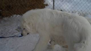 Great Pyrenees Mountain Dogs 2 pure white females From Milk amp Honey Farm [upl. by Nnylrefinnej]