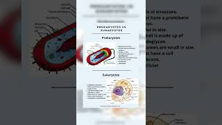 Prokaryotes and Eukaryotes [upl. by Irol]