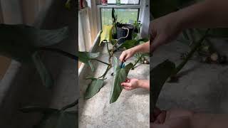 How who you propagate this silver sword philodendron [upl. by Housum]