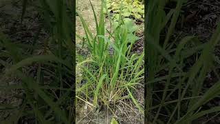 বাড়ির আঙিনায় দাঁড়িয়ে আছে ধানগাছ।Oryza sativa nature rice food plants amazing beautiful love [upl. by Halland]