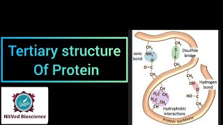 Tertiary Structure of Proteins [upl. by Enneite]