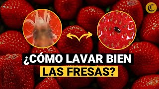 ¿CÓMO LAVAR FRESAS para EVITAR PARÁSITOS 🍓 [upl. by Prussian]