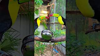 toucan love story cuteanimal animals birb birds parrot toucan cute shorts cat [upl. by Acihsay]