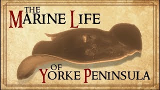 The Marine Life of Yorke Peninsula [upl. by Carlos]