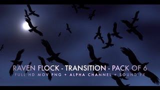 Raven Flock  Transition  Pack of 6 [upl. by Affrica461]