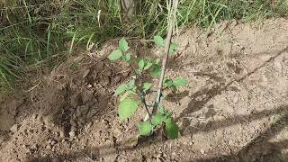 Alchechengi Physalis alkekengi parte 3° [upl. by Irallih]