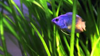 Dwarf Gourami Powder Blue [upl. by Karim615]