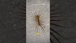 House centipede  The House Friend [upl. by Judi]