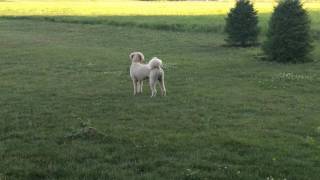 Goldendoodle Dog barking howling [upl. by Arodal]