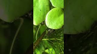 Neocaridina shrimp feeding at the water surface [upl. by Naahsar325]