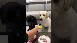 Dog I treat you as a brother but you want to eat my meal When you have a greedy puppy the do [upl. by Alihs]