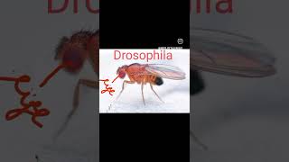 Eyes of Drosophilainsects entomology shorts short videosVirdiScience [upl. by Flodur]