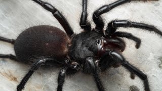 Macrothele gigas Monday [upl. by Gowon]