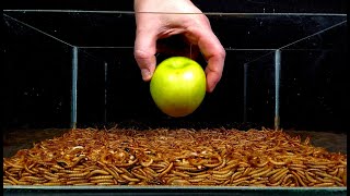 Mealworms eating green apple peppers and lettuce  10000 worms greentimelapse gtl timelapse [upl. by Ttej]