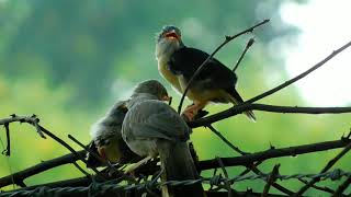 Brood parasitism by the pied crested cuckoo [upl. by Corwun883]