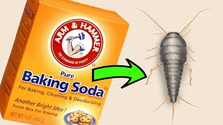 How to Get Rid of Silverfish with Baking Soda A Natural and Effective Solution [upl. by Eilrak369]