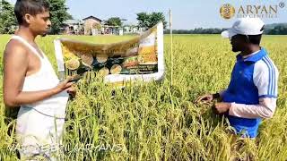 Performance of Paddy variety BB 11 of Aryan Bio Genetics Visit date  12112024 [upl. by Arlen286]