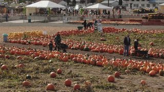 Carpinito Bros Pumpkin Patch amp Corn Maze 2021  Drone video [upl. by Ani]