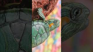 🐢 Redeared Slider Trachemys scripta elegans in Pond Turtle Family Emydidae [upl. by Wakeen575]