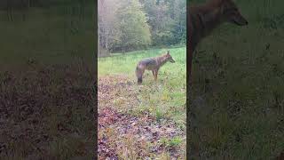 Coyote Prowls the Early Morning Field [upl. by Adianez]