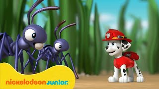 PAW Patrol  La Pat Patrouille  La PatPatrouille sauve de petits bébés   Nickelodeon Jr France [upl. by Ekud]