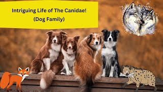 Intriguing Life of The Canidae Dog Family [upl. by Kcirdorb700]