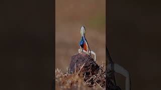 Fan Throated Lizard  Just trying to Stay Cool tranding foryоu nature froyoupage travel [upl. by Autumn]