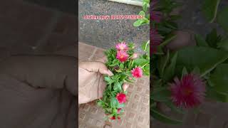 Baby sunrose plant care shorts shortvideo short [upl. by Ainslee]