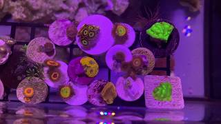 Zoas not opening Try this Using chemi clean as a treatment for zoanthids [upl. by Eirb]